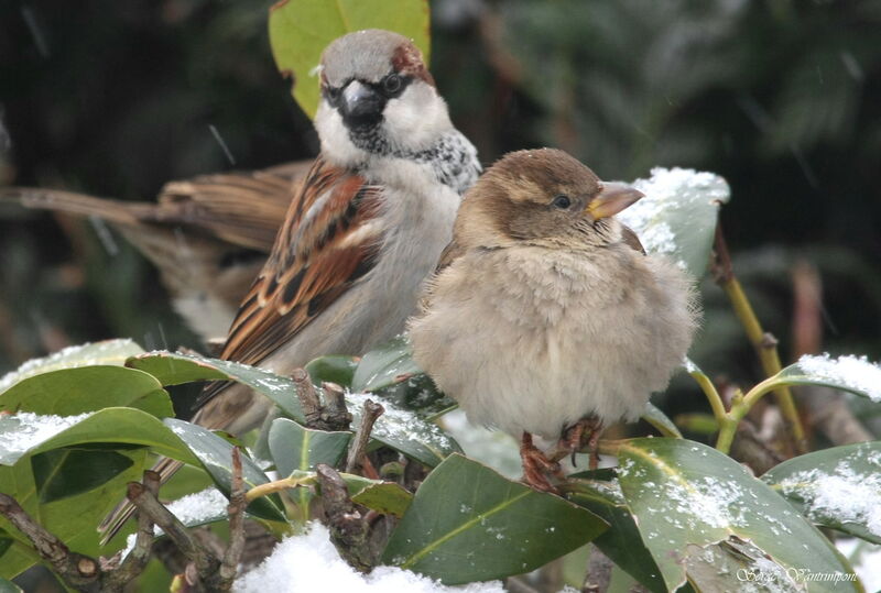 House Sparrow, identification