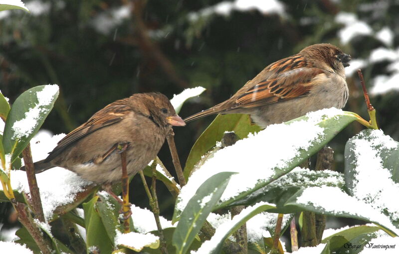 Moineau domestique, identification