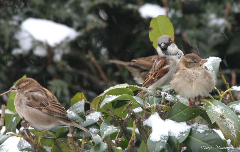 Moineau domestique, Comportement