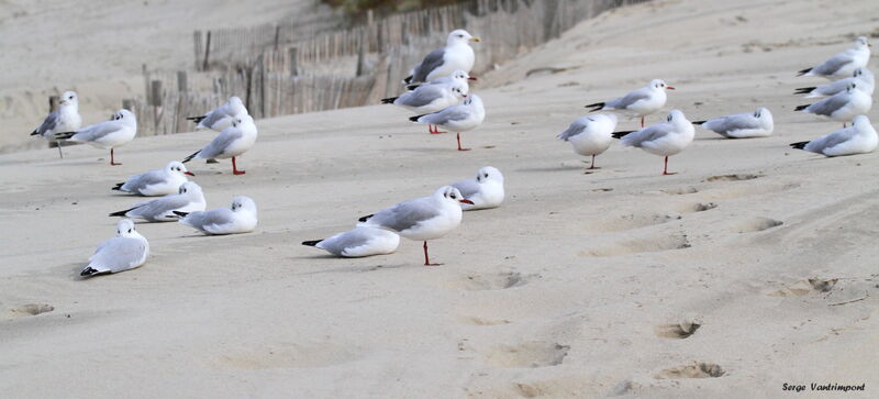 Mouette rieusejuvénile, Comportement