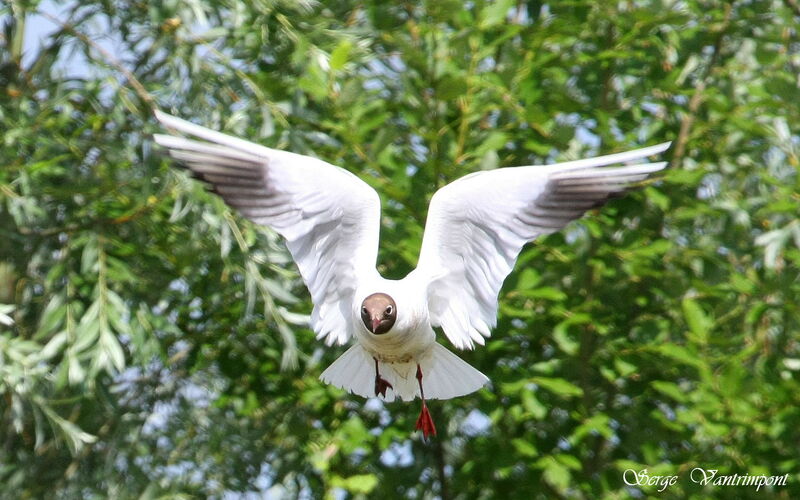 Mouette rieuse, Vol