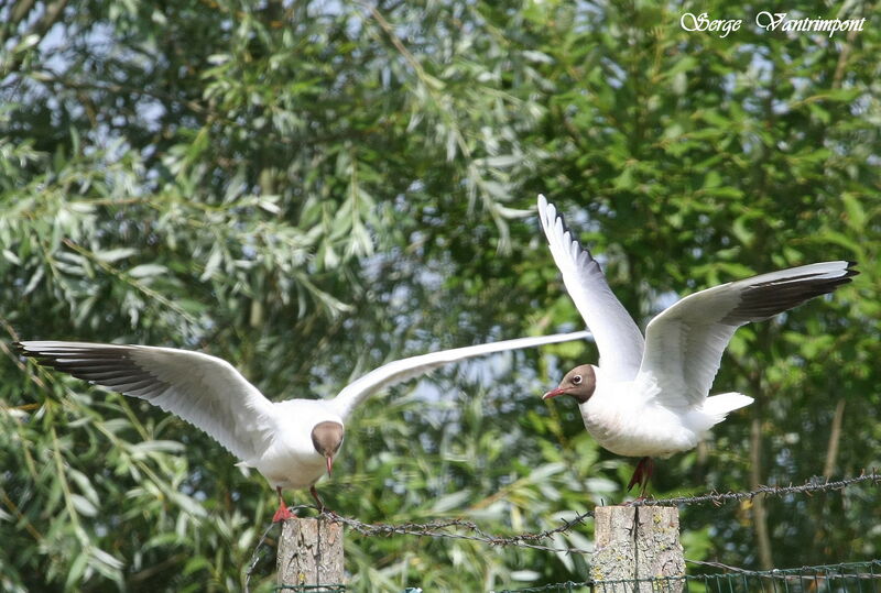 Mouette rieuseadulte, Comportement