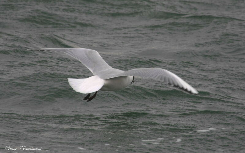 Black-headed Gulladult, Flight