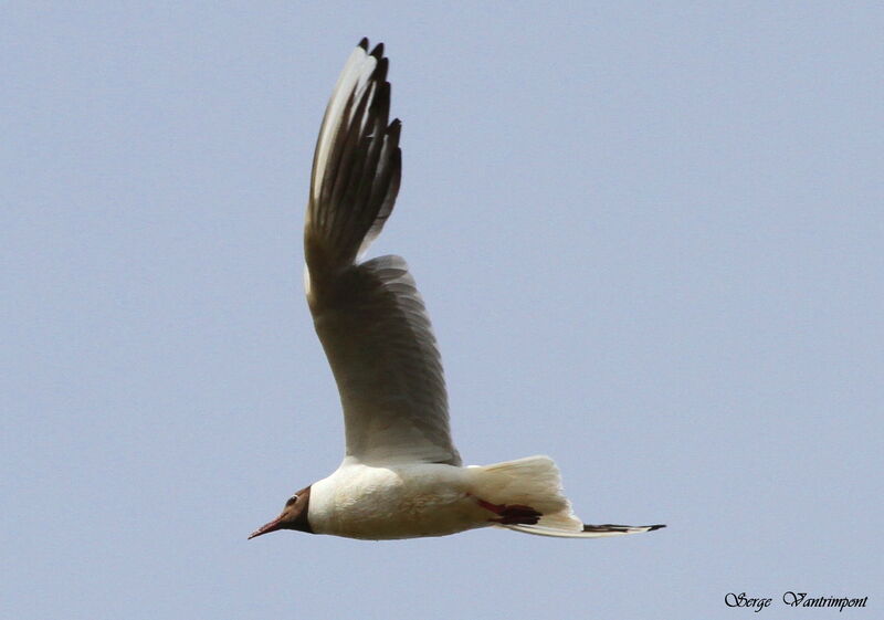 Mouette rieuseadulte, Vol