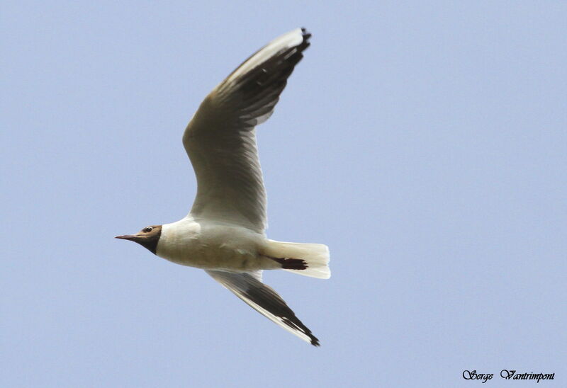 Black-headed Gulladult, Flight