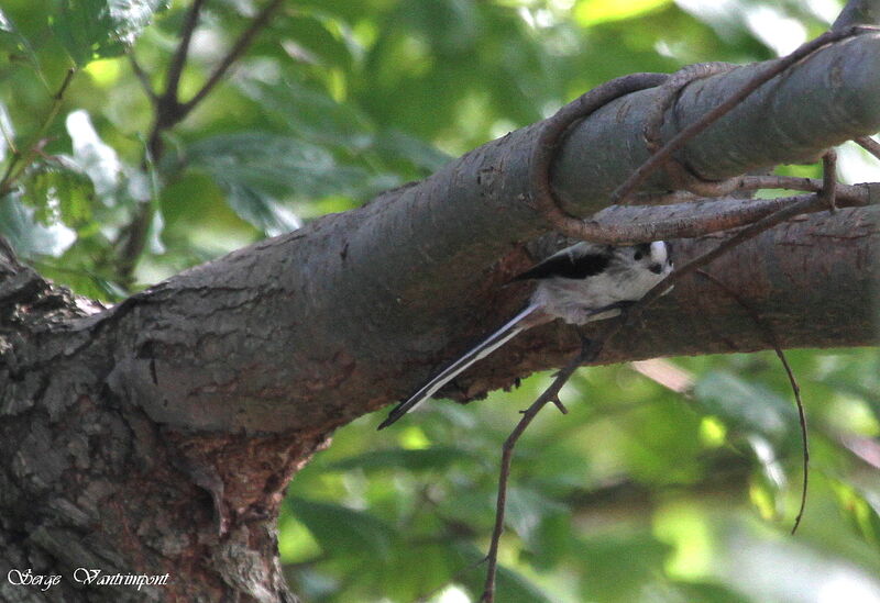 Long-tailed Titadult, Behaviour