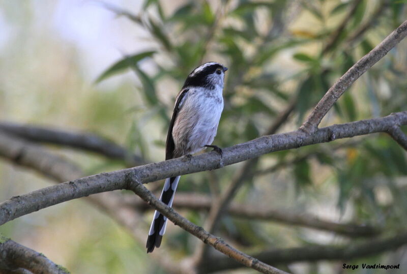 Long-tailed Titadult, Behaviour