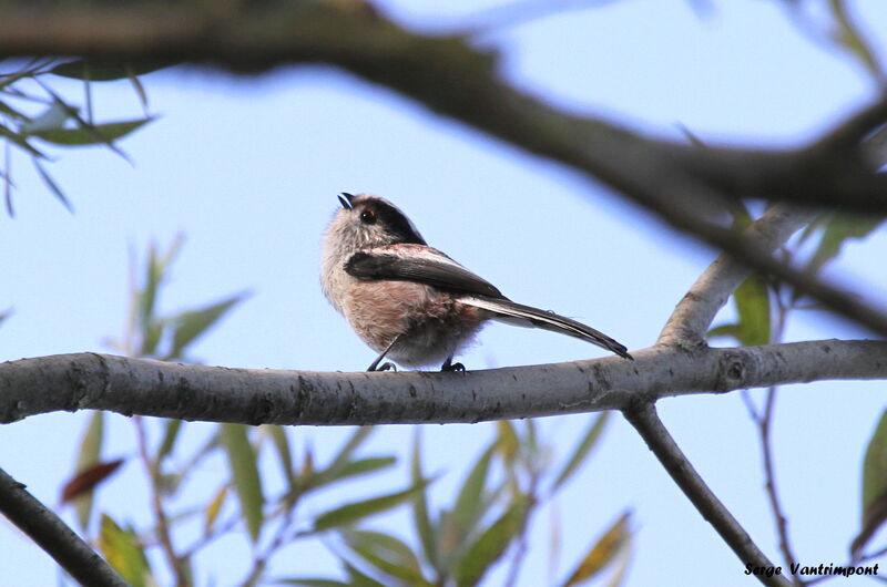 Long-tailed Titadult, Behaviour