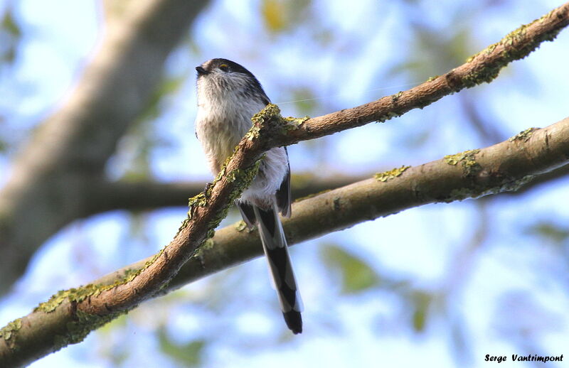 Long-tailed Titadult, Behaviour