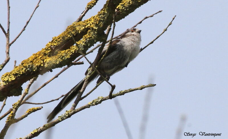 Long-tailed Titadult, Behaviour