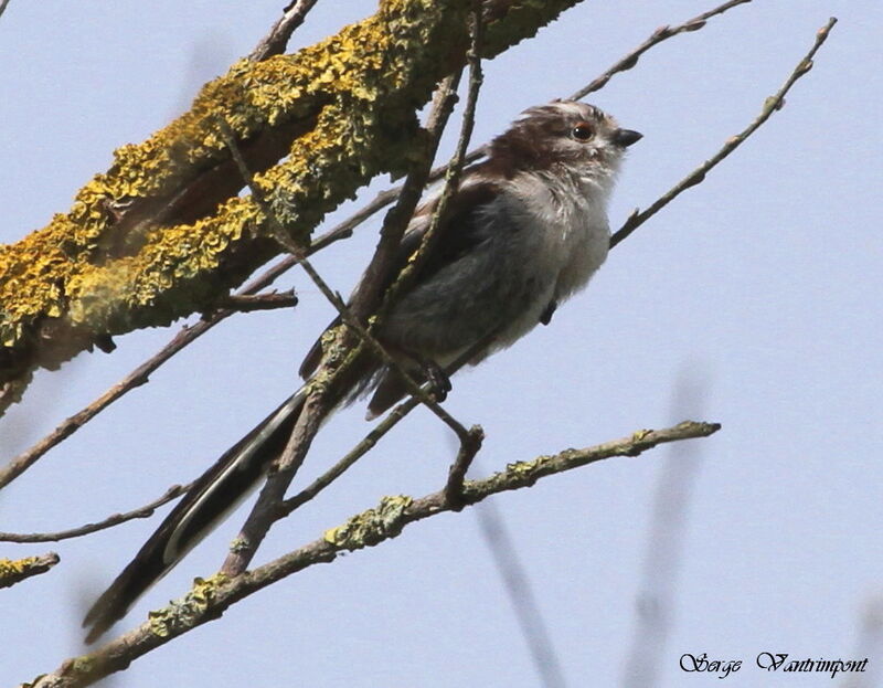 Long-tailed Titadult, Behaviour