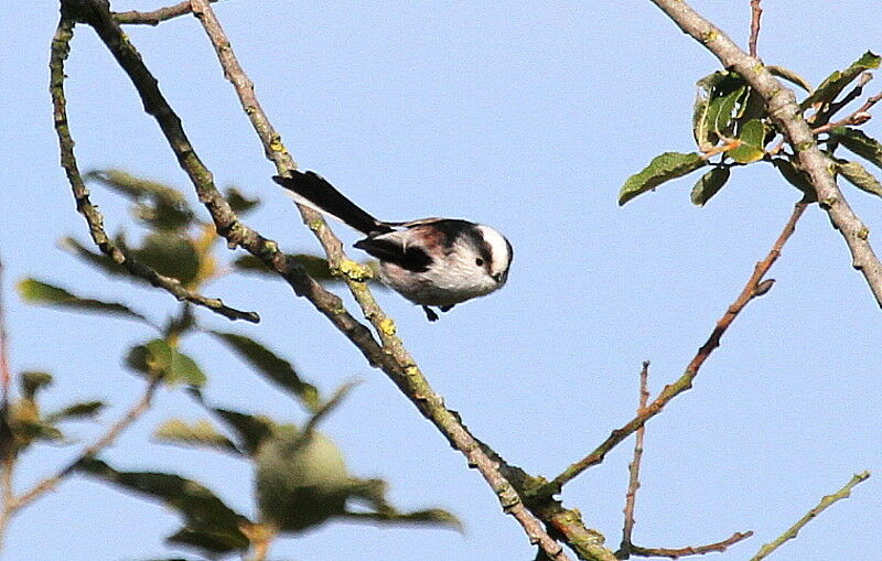 Long-tailed Titadult, Flight