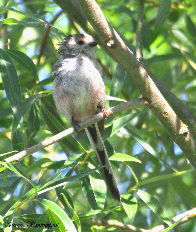 Long-tailed Titadult, Behaviour