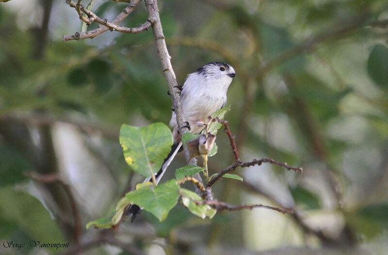 Long-tailed Titadult, Behaviour