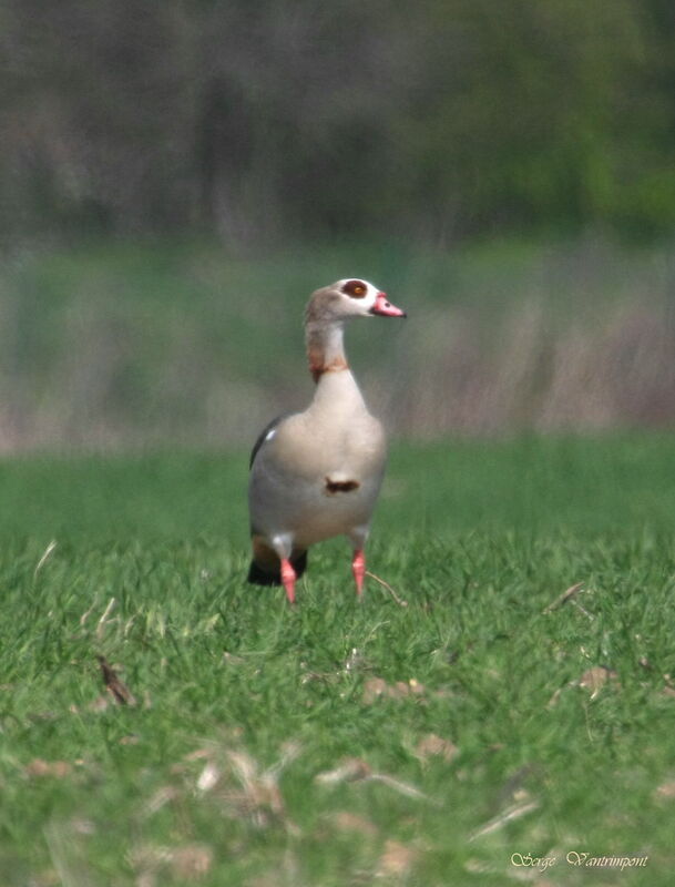 Egyptian Gooseadult, identification, Behaviour