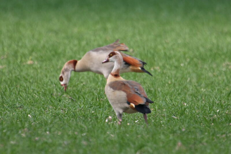 Egyptian Goose adult, identification, feeding habits, Behaviour