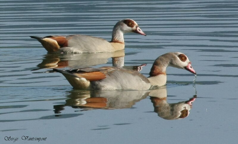 Egyptian Goose adult, Behaviour