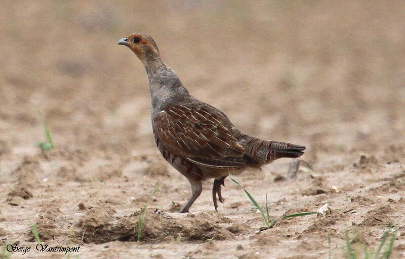 Grey Partridgeadult, Behaviour