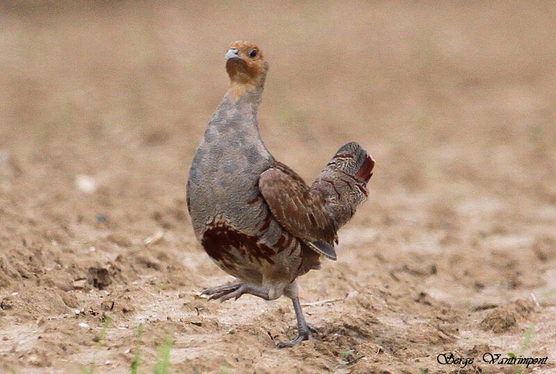 Grey Partridgeadult, Behaviour