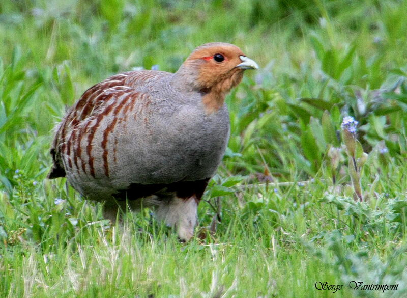 Grey Partridge, Behaviour