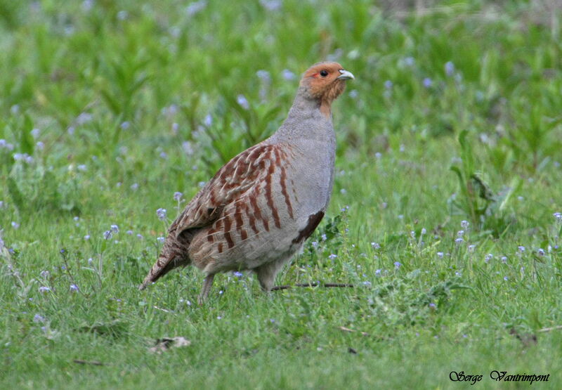 Grey Partridge, Behaviour