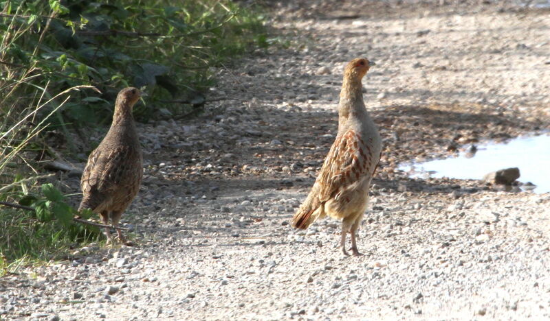 Grey Partridge adult, Behaviour