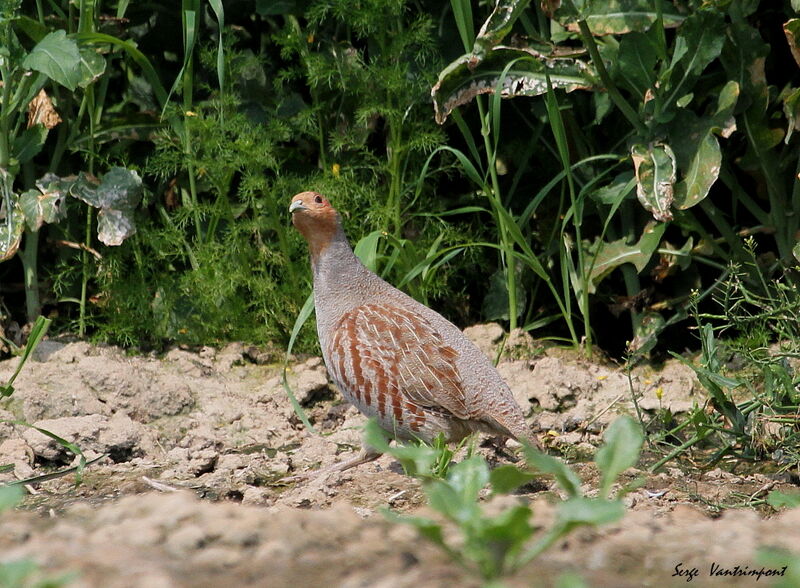 Grey Partridge, Behaviour