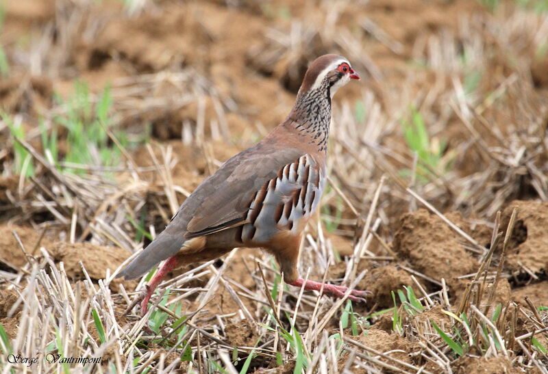 Red-legged Partridgeadult, identification, Behaviour