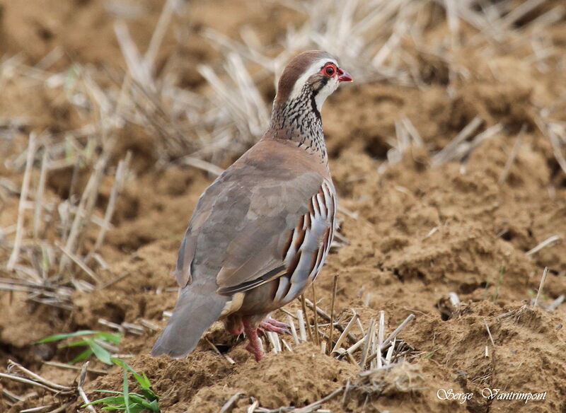 Perdrix rougeadulte, identification