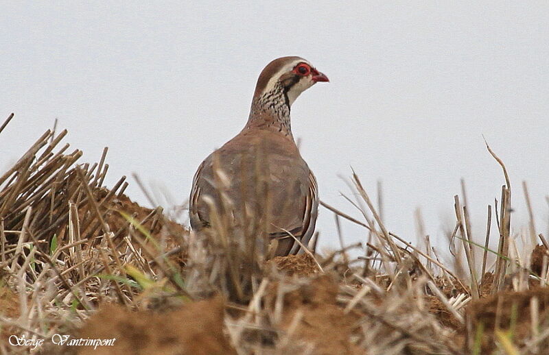 Red-legged Partridgeadult, identification, Behaviour