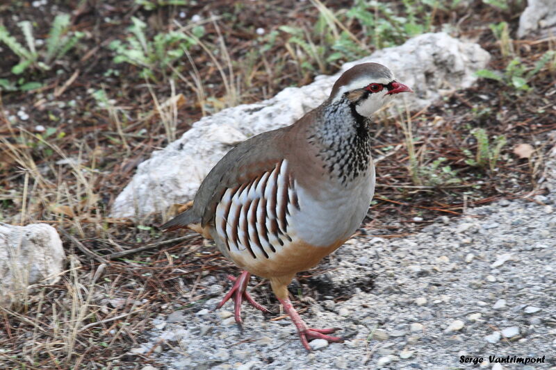 Red-legged Partridgeadult, Behaviour