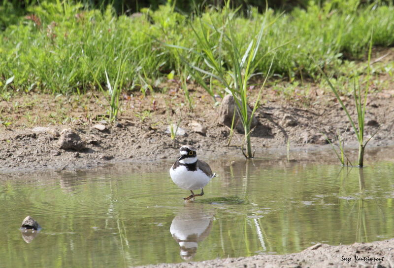 Little Ringed Plover, Behaviour