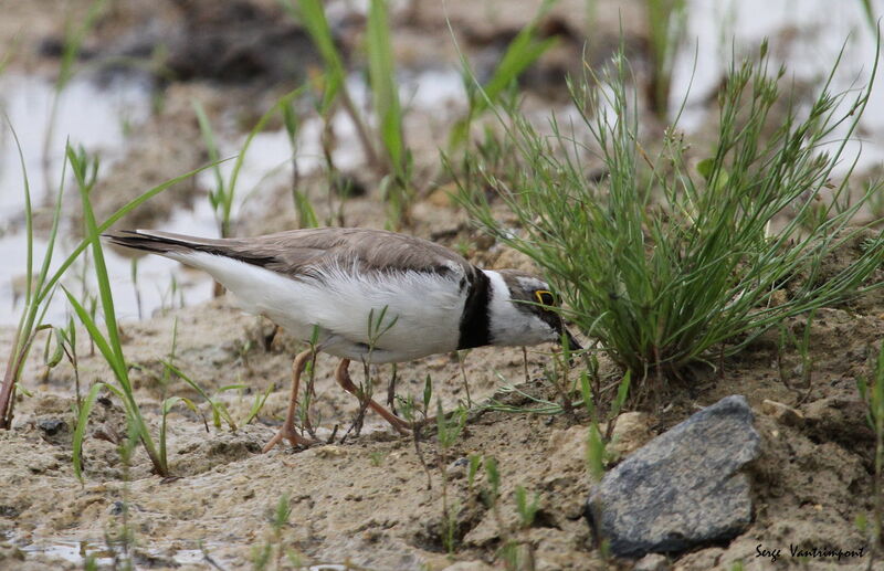 Little Ringed Ploveradult, Flight, eats, drinks