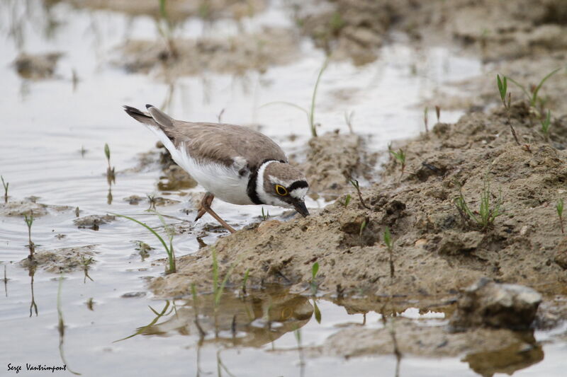 Petit Gravelotadulte, identification, mange, boit