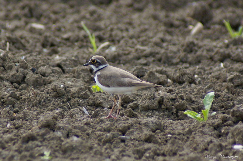 Little Ringed Ploveradult, Behaviour