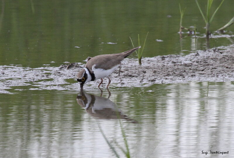 Little Ringed Plover, feeding habits, Behaviour