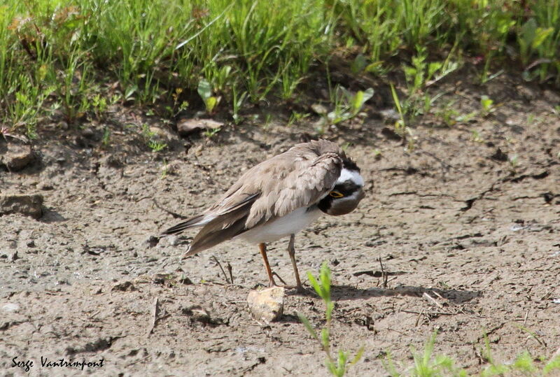 Little Ringed Plover, Behaviour