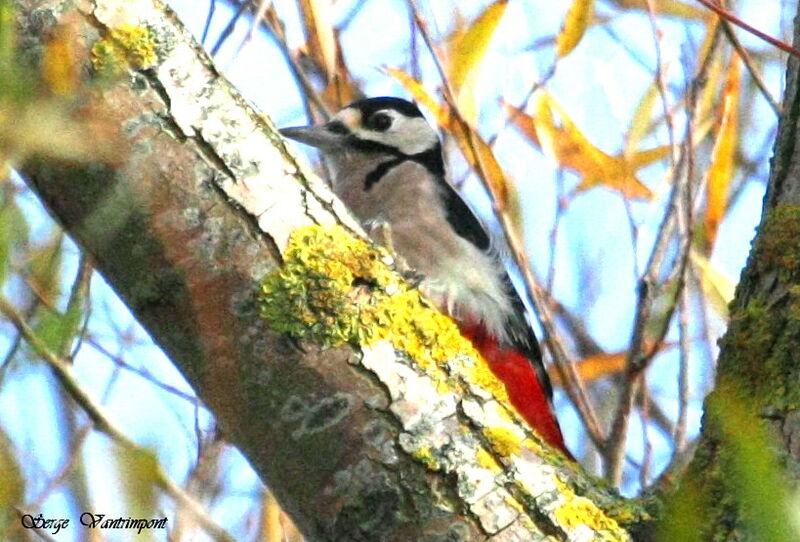 Great Spotted Woodpecker male adult, identification