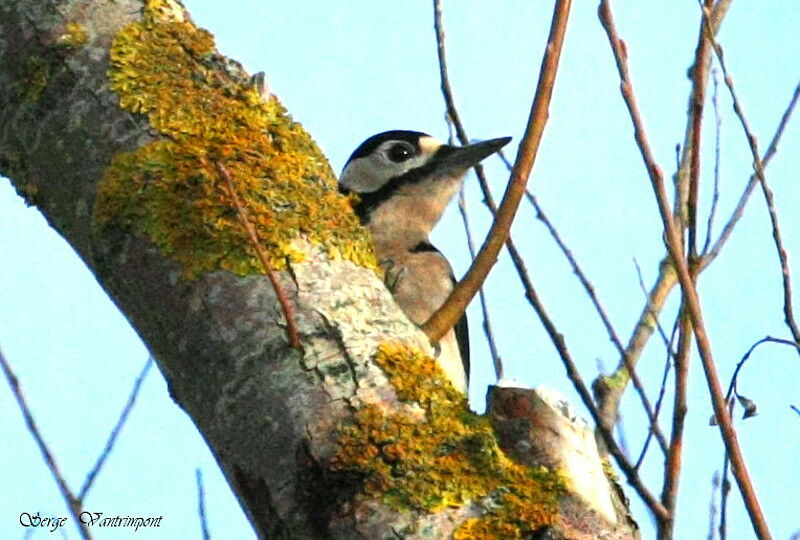 Great Spotted Woodpecker male adult, identification