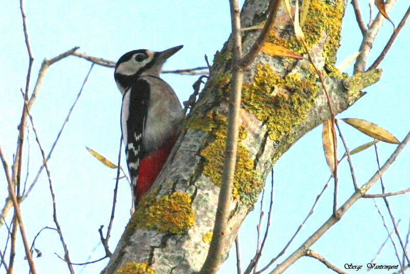 Great Spotted Woodpecker male adult, identification