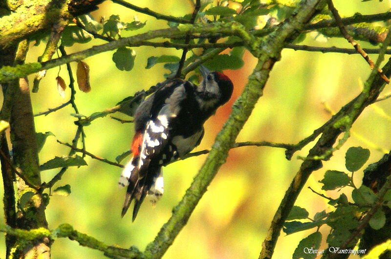 Great Spotted Woodpecker male adult, identification