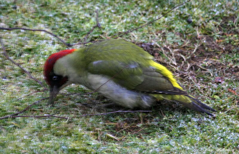 European Green Woodpecker male adult post breeding, identification, Behaviour