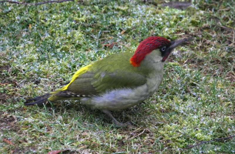 European Green Woodpecker male adult post breeding, identification, Behaviour