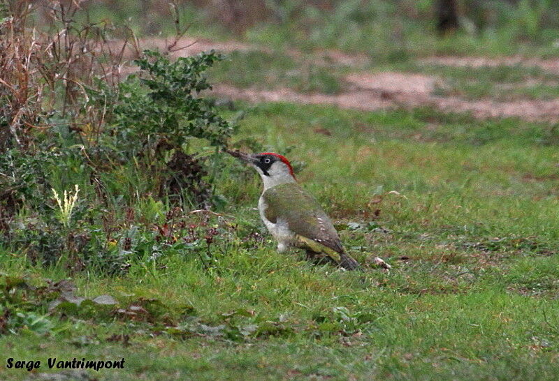 European Green Woodpeckeradult, Behaviour