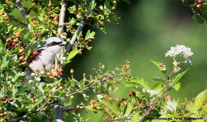 Red-backed Shrike male adult, Behaviour