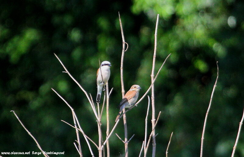 Red-backed Shrike adult, Behaviour