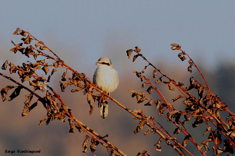 Red-backed Shrikejuvenile, Behaviour