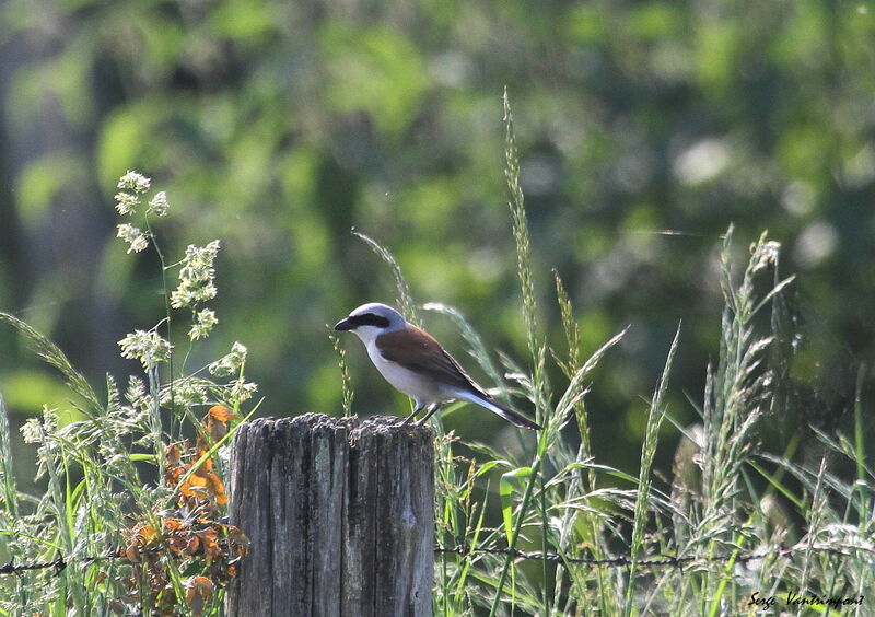 Red-backed Shrike male