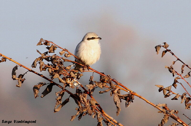 Great Grey Shrike male juvenile, Behaviour