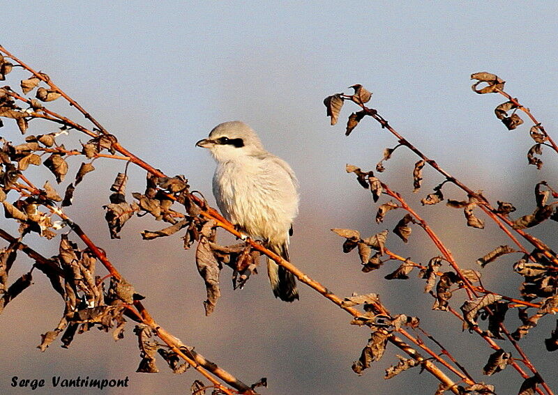 Great Grey Shrikejuvenile, identification, Behaviour